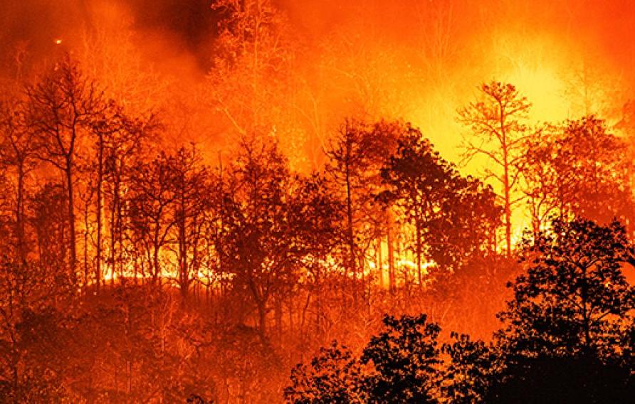 Raging orange forest fire over black trees